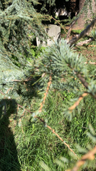 Cedrus atlantica