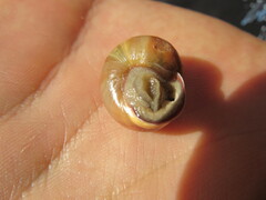 Cepaea nemoralis