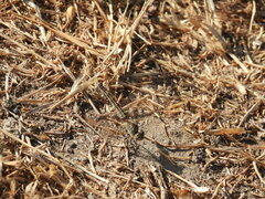 Brachythemis impartita