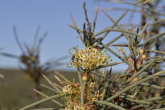 Hakea recurva