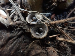 Cyathus olla