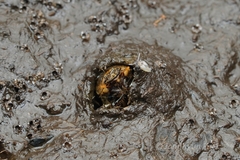 Onthophagus