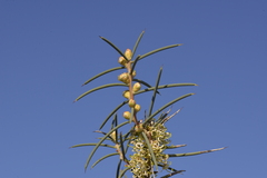 Hakea recurva
