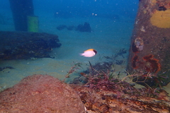 Chromis klunzingeri