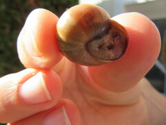 Cepaea nemoralis
