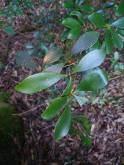 Ternstroemia gymnanthera