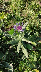 Centaurea montana