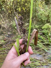 Sparganium americanum