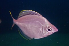 Parequula melbournensis