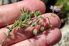 Spergularia rupicola