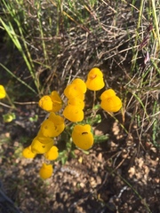Calceolaria glandulosa
