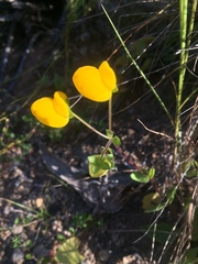 Calceolaria glandulosa