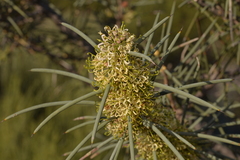 Hakea recurva