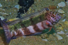 Eupetrichthys angustipes