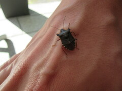 Pentatoma rufipes