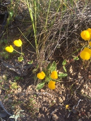 Calceolaria glandulosa