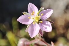 Spergularia rupicola