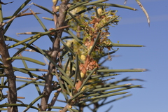 Hakea recurva