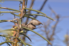 Hakea recurva