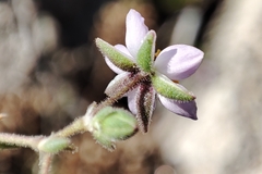 Spergularia rupicola