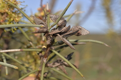 Hakea recurva