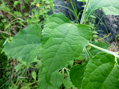 Tithonia