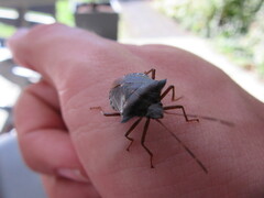 Pentatoma rufipes