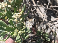 Theclinesthes serpentata