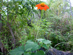 Tithonia