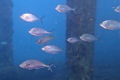 Pseudocaranx wrighti