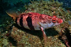 Hypoplectrodes nigroruber