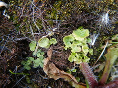 Chrysosplenium tetrandrum