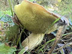 Suillus granulatus