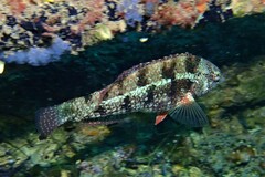 Notolabrus parilus