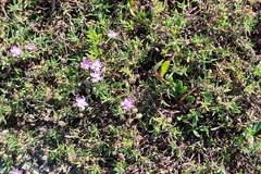 Spergularia rupicola