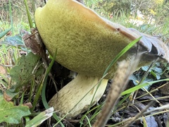 Suillus granulatus