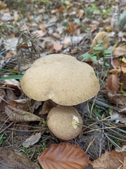 Suillus variegatus