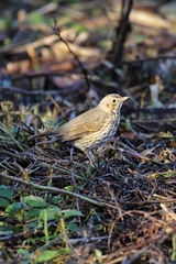 Turdus philomelos
