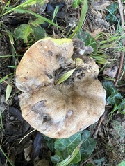 Suillus granulatus