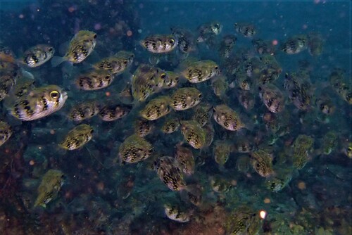 Blow up (Diodon nicthemerus) — Diodontidae — 5