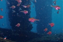 Pempheris klunzingeri