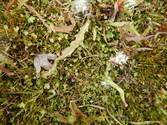 Ranunculus samojedorum