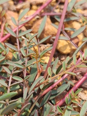 Indigofera humifusa