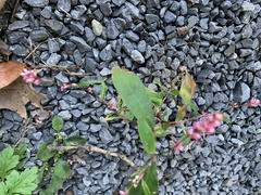 Persicaria longiseta