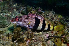 Hypoplectrodes nigroruber