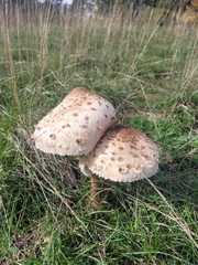 Macrolepiota