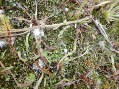 Ranunculus samojedorum