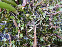 Ranunculus samojedorum