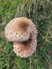 Macrolepiota