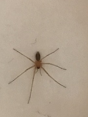 Cithaeron praedonius